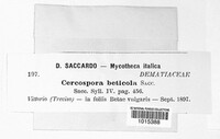 Cercospora beticola image